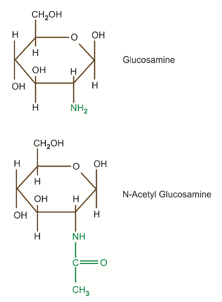Structure of amino sugars. Monosaccharide Derivatives